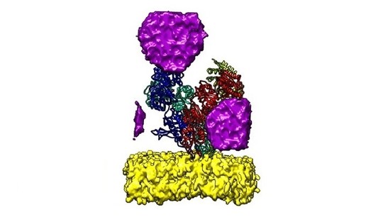 Ксенон (фиолетовые пузырьки газа) блокирует работу белка клетки мозга, не затрагивая липидную мембрану (желтая)