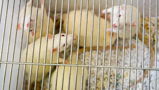 Ученые впервые нашли в организме мышей уникальный геномный механизм