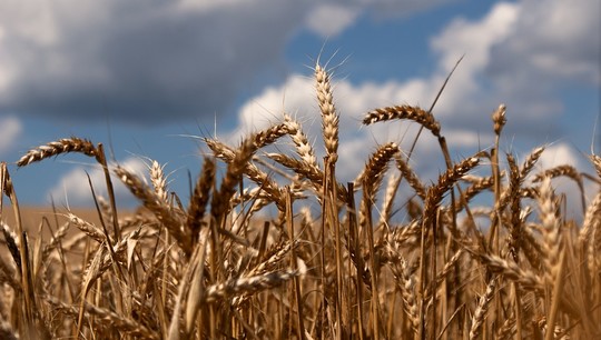 Россия — один из крупнейших производителей зерна
