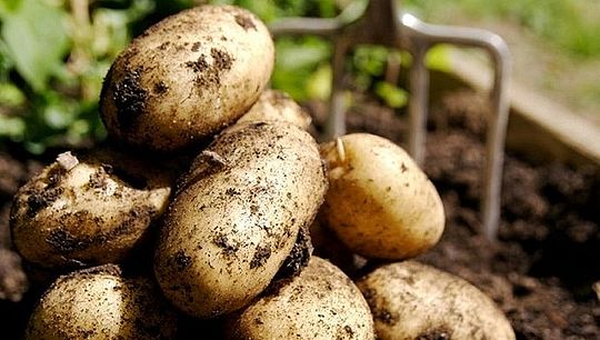 Новый препарат для повышения урожайности картофеля начнет производиться через 3-4 года. Фото из открытых источников