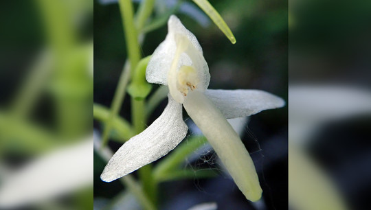 Редкий вид орхидеи — любка двулистная — биологи нашли на золоотвале Верхнетагильской ГРЭС
