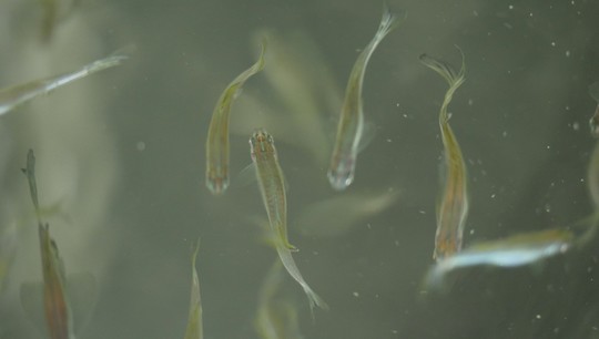 The experiments on the fish were conducted non-invasively, using a laser machine. Photo: Danil Lomovskikh