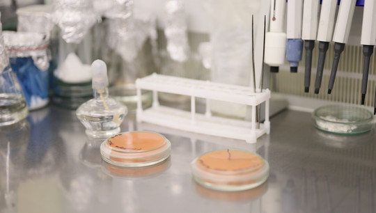 Ученые УрФУ работают над биотехнологическим получением астаксантина — культивированием дрожжи Phaffia rhodozima