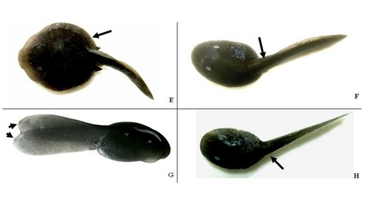 Фотографии головастиков с аномалиями: отек (E), кифоз / искривление позвоночника (F), раздвоенный хвост (G) и сколиоз (H)