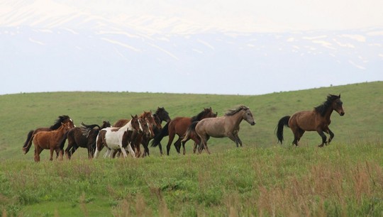 The domestication of horses occurred in the 3rd millennium BC, scientists found out