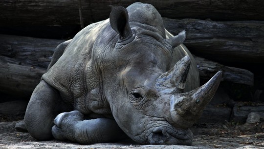 В прошлом носороги отличались значительным разнообразием