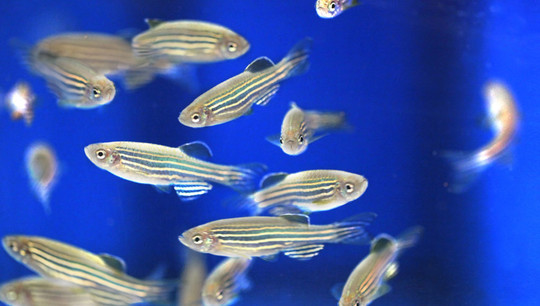 Zebrafish is part of the “club” of completely genetically identified species. Photo: Prateek Malhawar/Max Planck Institute for Developmental Biology