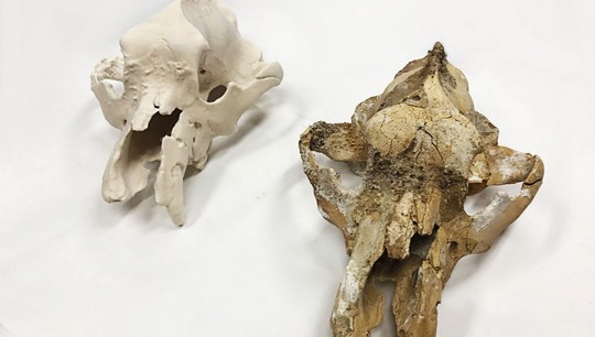 Пластиковый череп (слева) позволит «познакомиться» с малым пещерным медведем и сохранить оригинал