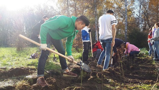 Волонтеры посадили 300 деревьев