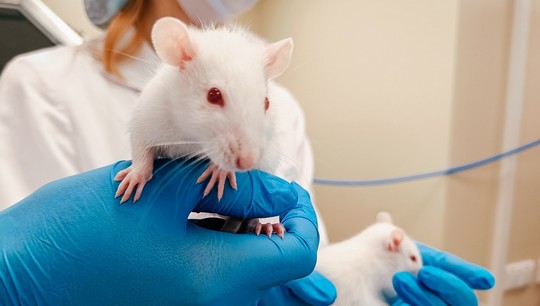 Исследования проводили на самцах белых крыс