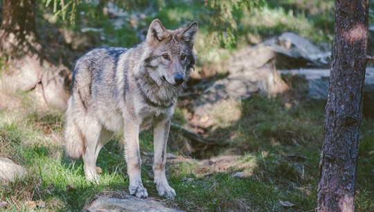 У современных и древних североамериканских волков исследователи обнаружили и гены койотов