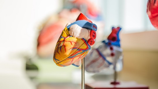 Доля фиброзной ткани в стенках камер сердца может достигать 40%