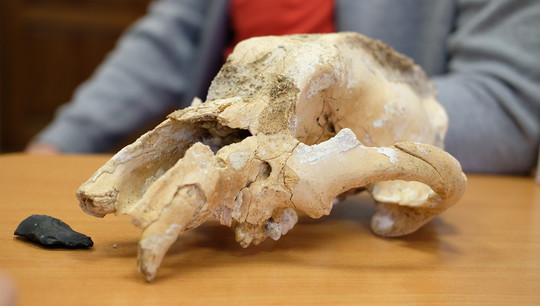 Палеонтологи изучили зубы, состав костей, размеры черепа медведя