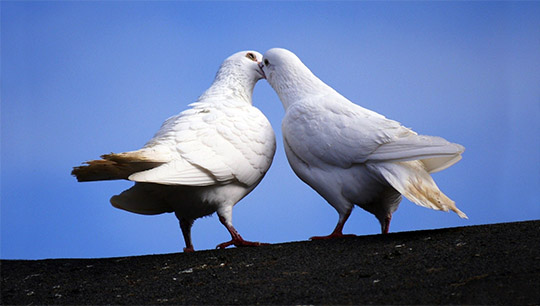 В основе скульптурной композиции - фигуры голубей, традиционно символизирующие мир и любовь
